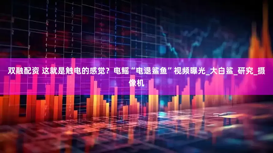 双融配资 这就是触电的感觉？电鳐“电退鲨鱼”视频曝光_大白鲨_研究_摄像机